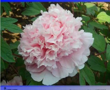 5 seeds Rare 'Ruan Yu Wen Xiang' Pink Peony Subshrub Flower Seeds