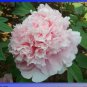 5 seeds Rare 'Ruan Yu Wen Xiang' Pink Peony Subshrub Flower Seeds