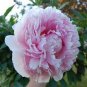 5 seeds Rare 'Ruan Yu Wen Xiang' Pink Peony Subshrub Flower Seeds
