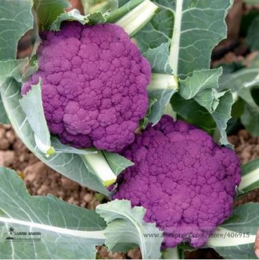 50 seeds Graffiti Dark Purple Cauliflower Hybrid Brassica Oleracea Seeds