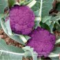 50 seeds Graffiti Dark Purple Cauliflower Hybrid Brassica Oleracea Seeds