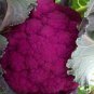 50 seeds Graffiti Dark Purple Cauliflower Hybrid Brassica Oleracea Seeds