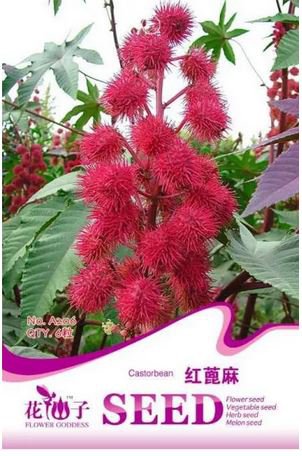 5 seeds Red Castor Oil Plants, Herbs Ricinus Communis
