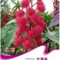 5 seeds Red Castor Oil Plants, Herbs Ricinus Communis