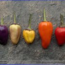50 seeds Heirloom Chinese Five Colour Little Hot Peppers Seeds