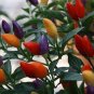 50 seeds Heirloom Chinese Five Colour Little Hot Peppers Seeds