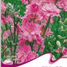 30 seeds Beautiful Pink Larkspur Flower Seeds