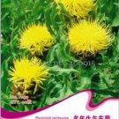 40 seeds Beautiful Yellow Cornflower Flower Seeds