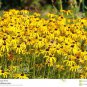 40 seeds Beautiful Yellow Cornflower Flower Seeds
