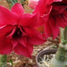 2 Seeds Boisterous Elation Adenium Bonsai Desert Rose