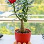 2 Seeds Boisterous Elation Adenium Bonsai Desert Rose