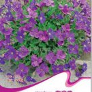 40 seeds Adaptable Violet Queen Flower Seeds