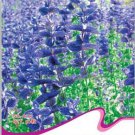 50 seeds Blue Butterfly Sage Flower Seeds