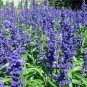 50 seeds Blue Butterfly Sage Flower Seeds