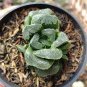 1 Seeds Haworthia maughanii Seed interesting lovely succulent plant seed