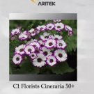 50 seeds Pericallis Hybrida Different Florists Cineraria Bonsai Hardy Flower Seeds