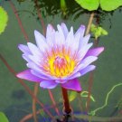 1 seeds Blue Lotus Flowers Nymphaea Caerulea Asian Water Lily Pad Flower Pond Seeds