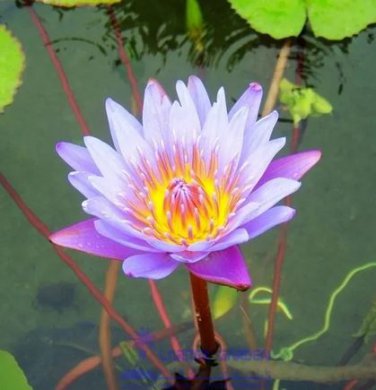 1 seeds Blue Lotus Flowers Nymphaea Caerulea Asian Water Lily Pad Flower Pond Seeds