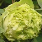 5 Seeds Rare Dou Lv Green Peony Tree Flower Seeds