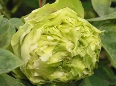 5 Seeds Rare Dou Lv Green Peony Tree Flower Seeds