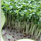 150 seeds Radish Bud Seeding Vegetable Seeds
