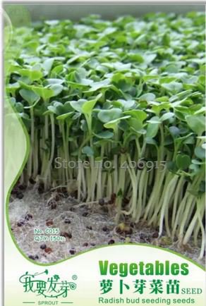 150 seeds Radish Bud Seeding Vegetable Seeds