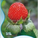 60 seeds India Mock Strawberry Bonsai Seeds