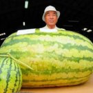 20 seeds Giant Watermelon (250+ LBS) Organic Seeds