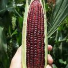100 Seeds Red Glutinous Maize Seeds Heirloom NON gmo Tasty Corn Seeds