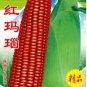 100 Seeds Red Glutinous Maize Seeds Heirloom NON gmo Tasty Corn Seeds