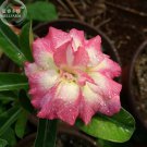 2 seeds 'Changing Faces' Adenium Desert Rose