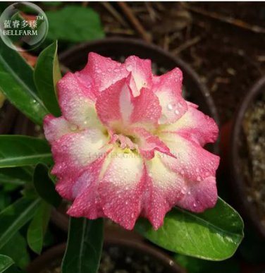 2 seeds 'Changing Faces' Adenium Desert Rose