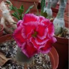 2 seeds 'Rumble Fish' Adenium Desert Rose