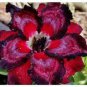 2 seeds 'Rumble Fish' Adenium Desert Rose