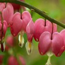 30 Seeds Venus's Car, Beautiful Bleeding Heart, Great Lyre Flower Seeds