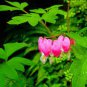 30 Seeds Venus's Car, Beautiful Bleeding Heart, Great Lyre Flower Seeds