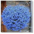 50 seeds Balcony Hanging Blue Flax Flower Seeds
