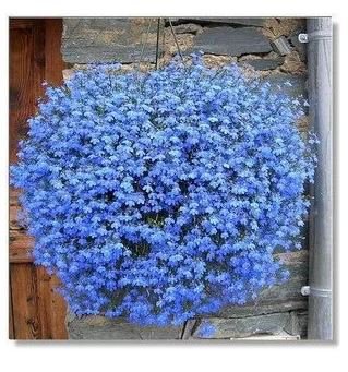 50 seeds Balcony Hanging Blue Flax Flower Seeds