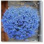 50 seeds Balcony Hanging Blue Flax Flower Seeds