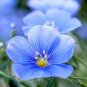 50 seeds Balcony Hanging Blue Flax Flower Seeds