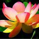 1 seeds New Golden Red Nelumbo Nucifera Pond Lotus Seeds