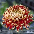 100 seeds Red and Yellow Chrysanthemums Flowers Seeds