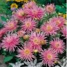 20 seeds Park Princess' Pink Spider Dahlia Pinnata Flower Seeds
