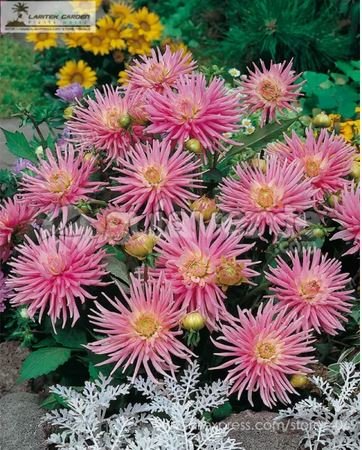 20 seeds Park Princess' Pink Spider Dahlia Pinnata Flower Seeds