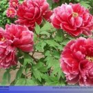 5 seeds Rare 'Cao Zhou Hong' Fresh Red Peony Tree Flower Seeds