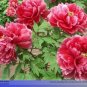 5 seeds Rare 'Cao Zhou Hong' Fresh Red Peony Tree Flower Seeds
