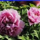 5 seeds Rare 'Yin Hong Qiao Dui' Pink Red Peony Tree Shrub Flower Seeds,