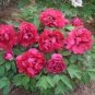 5 seeds Rare 'Yin Hong Qiao Dui' Pink Red Peony Tree Shrub Flower Seeds,
