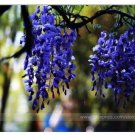 100 seeds Rare Heirloom Dark Blue Wisteria Hybrid Flower Seeds