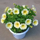 200 Seeds Genuine Heirloow Yellow Petunia Flower Seeds